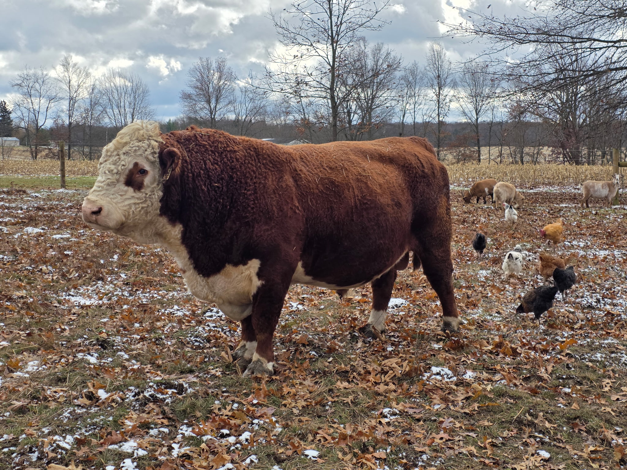 Animals in field