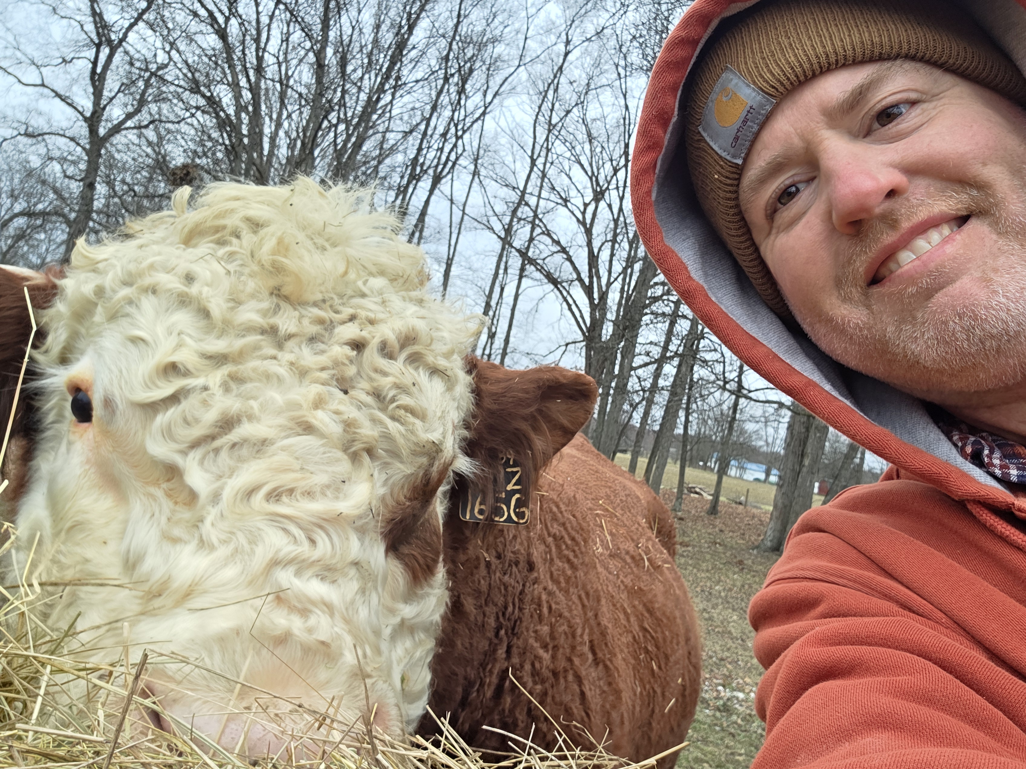 Cow with Jason
