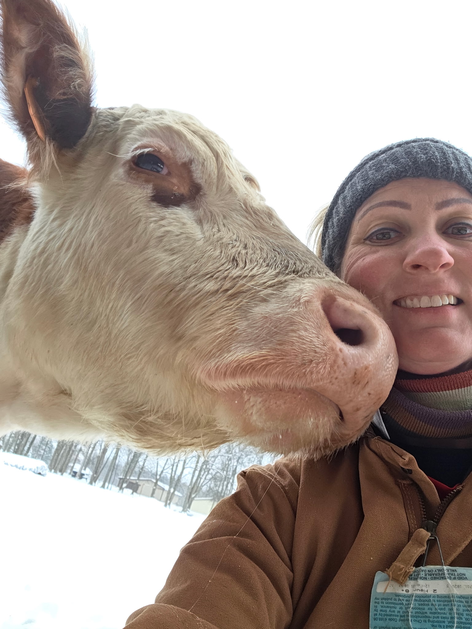 Cow with Samantha