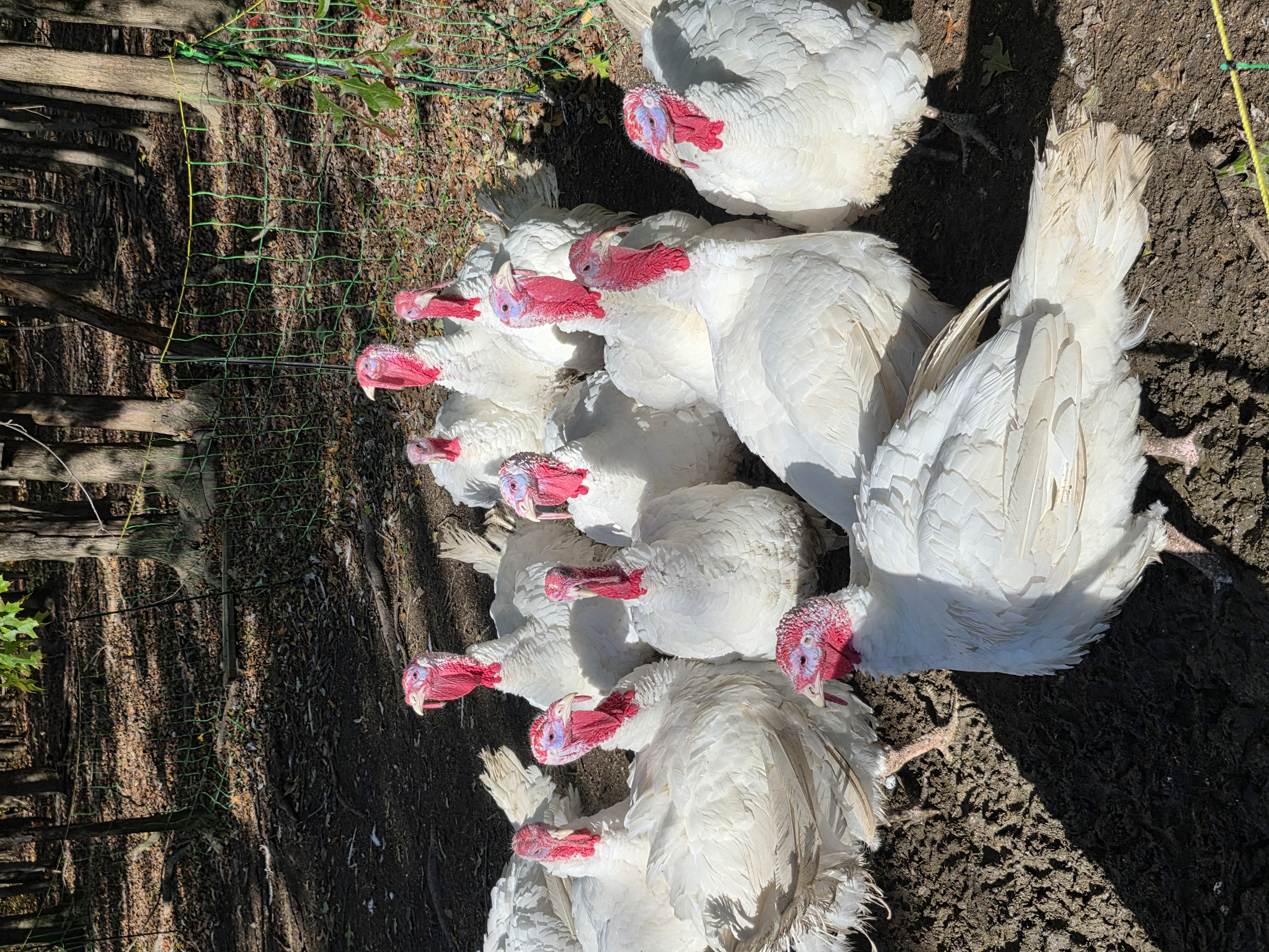 Live turkeys